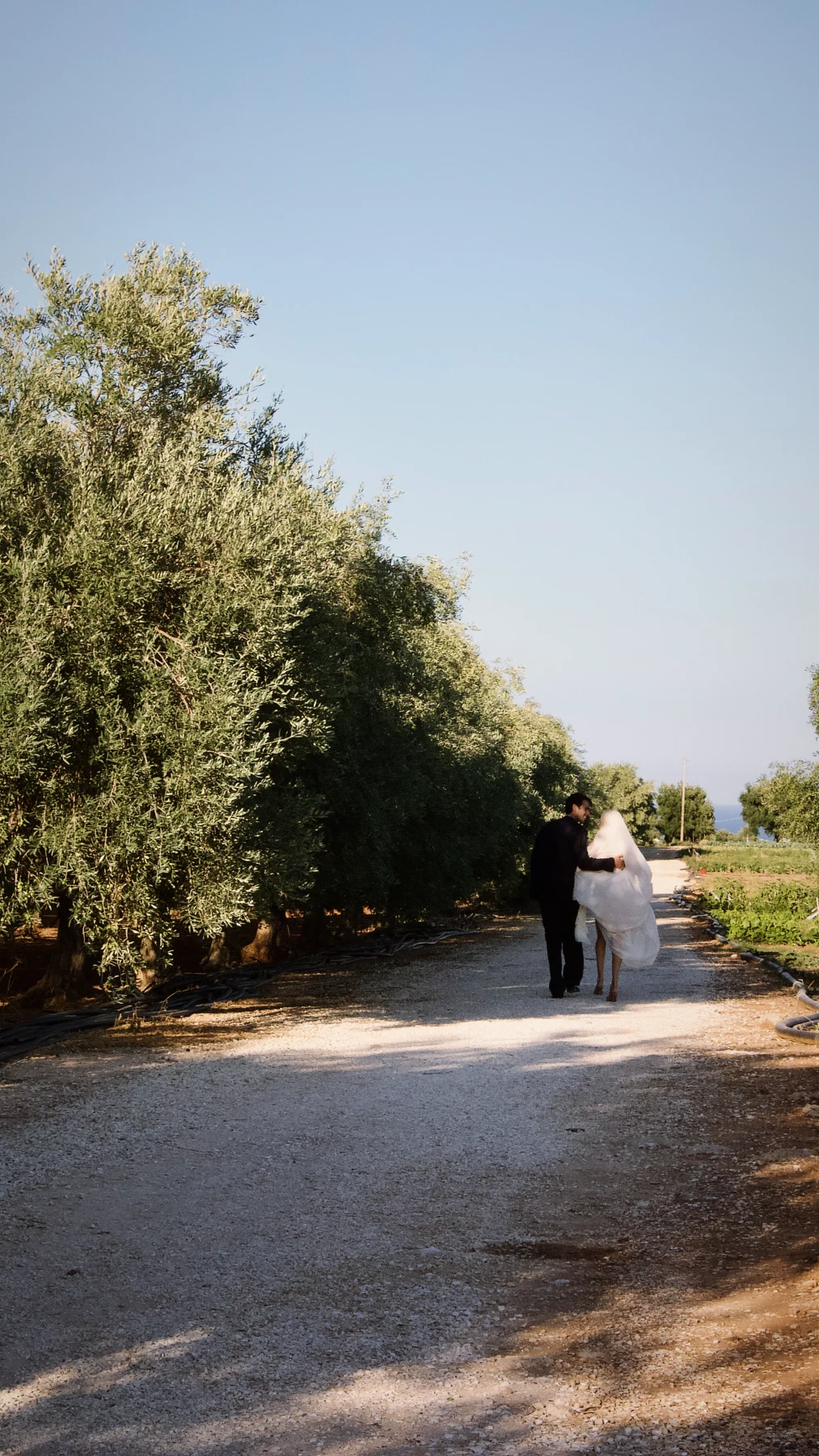 Una coppia di sposi passeggia lungo il viale tra gli ulivi della Masseria
