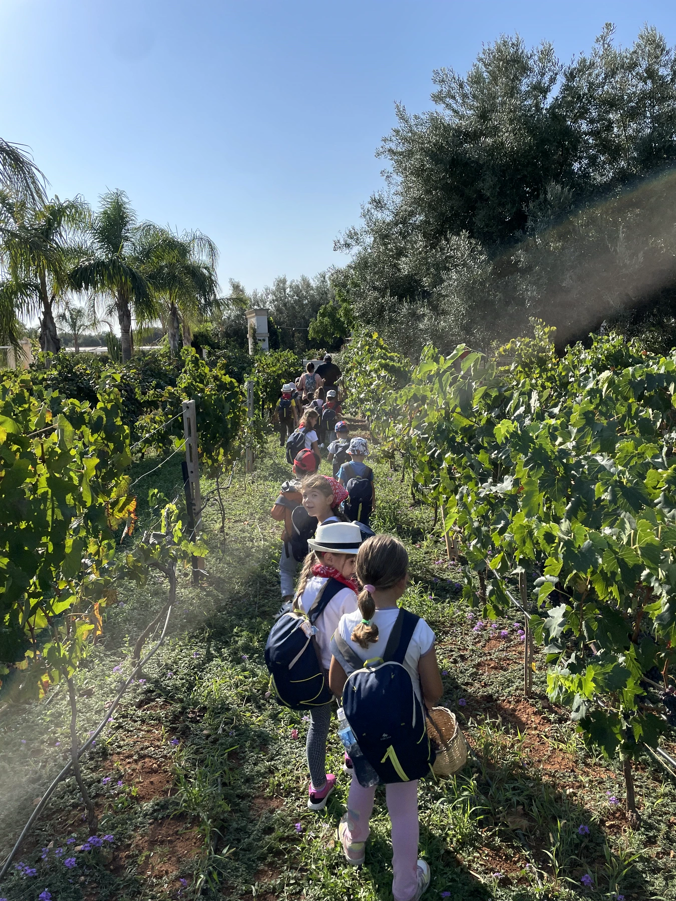 Una passeggiata didattica tra i filari del vigneto