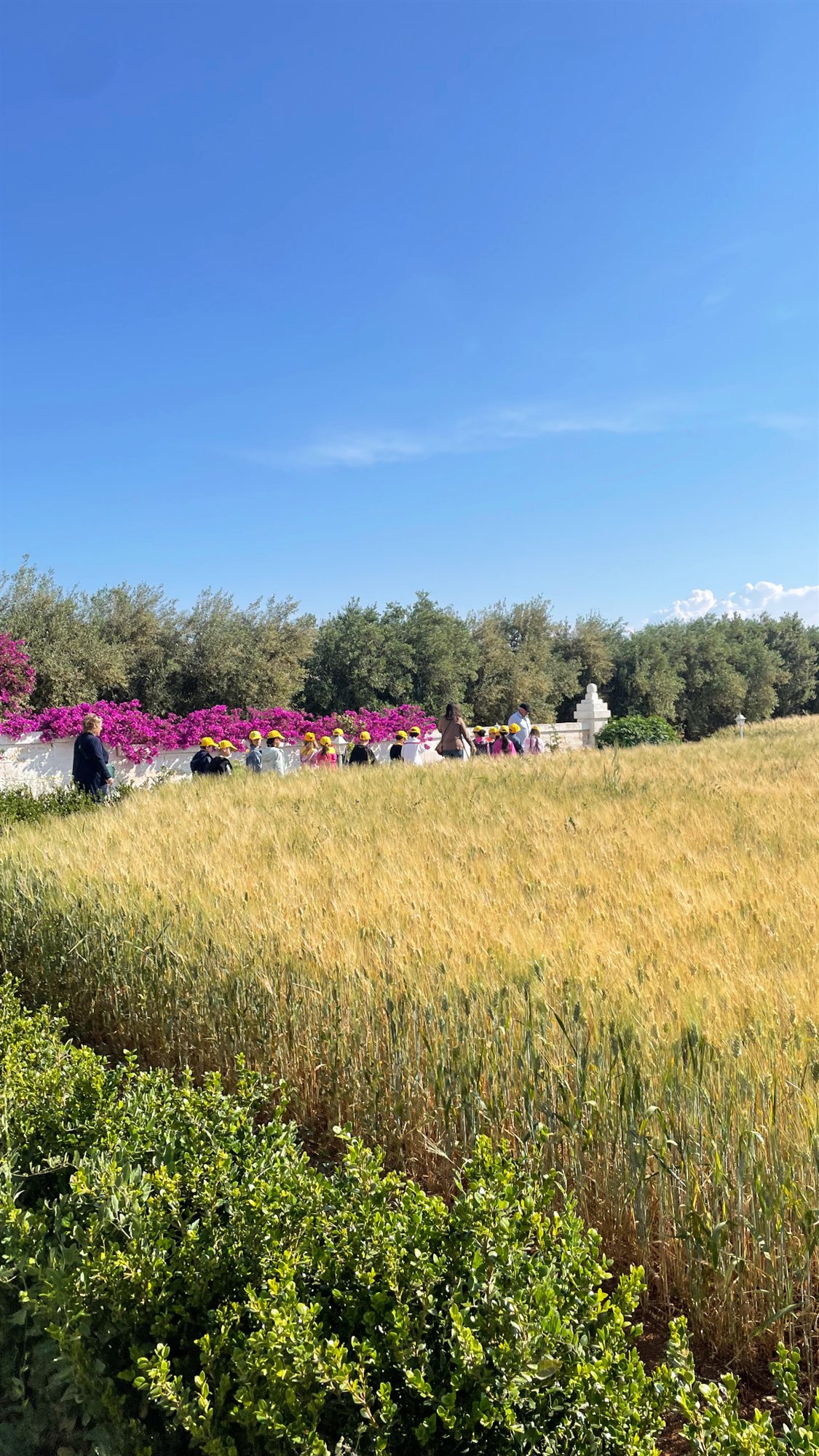 Bambini in visita tra i campi di grano e gli ulivi della Masseria