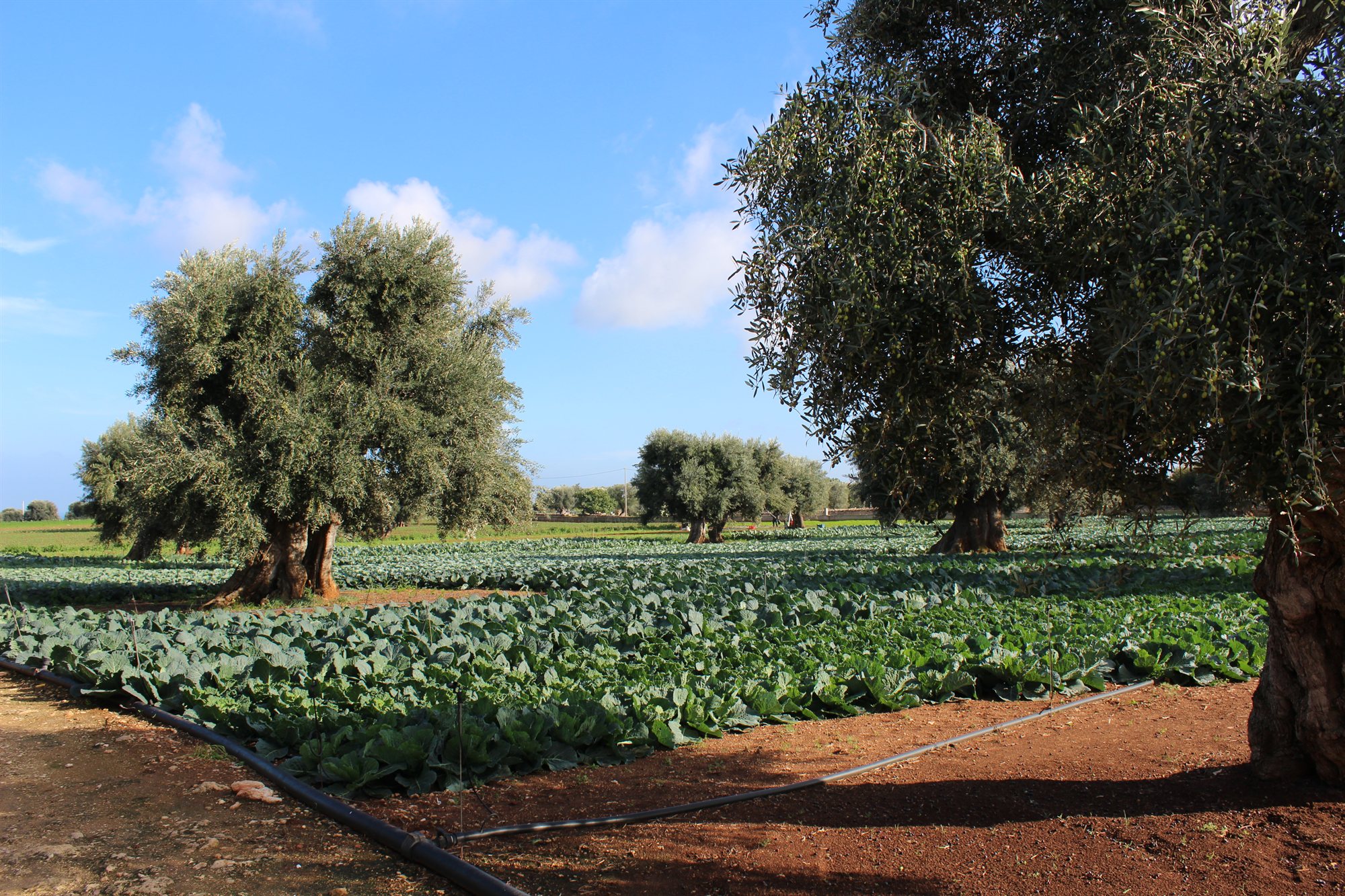 Il campo di verdure tra gli ulivi secolari