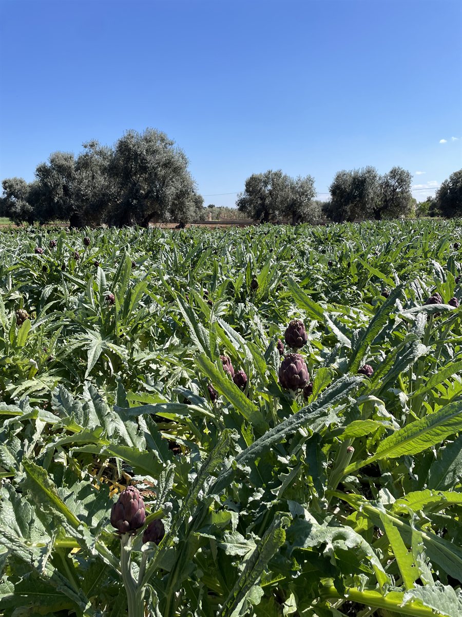 Il campo di carciofi con gli ulivi sullo sfondo