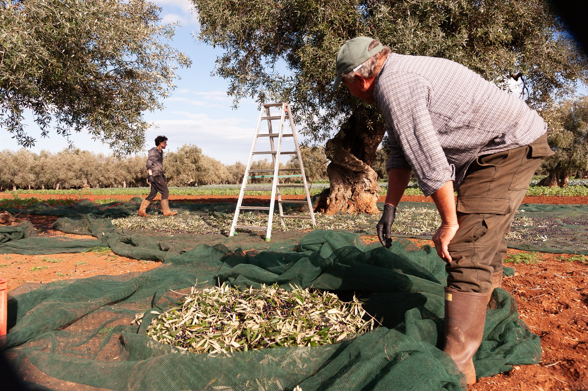 La raccolta delle olive con le reti sotto gli ulivi