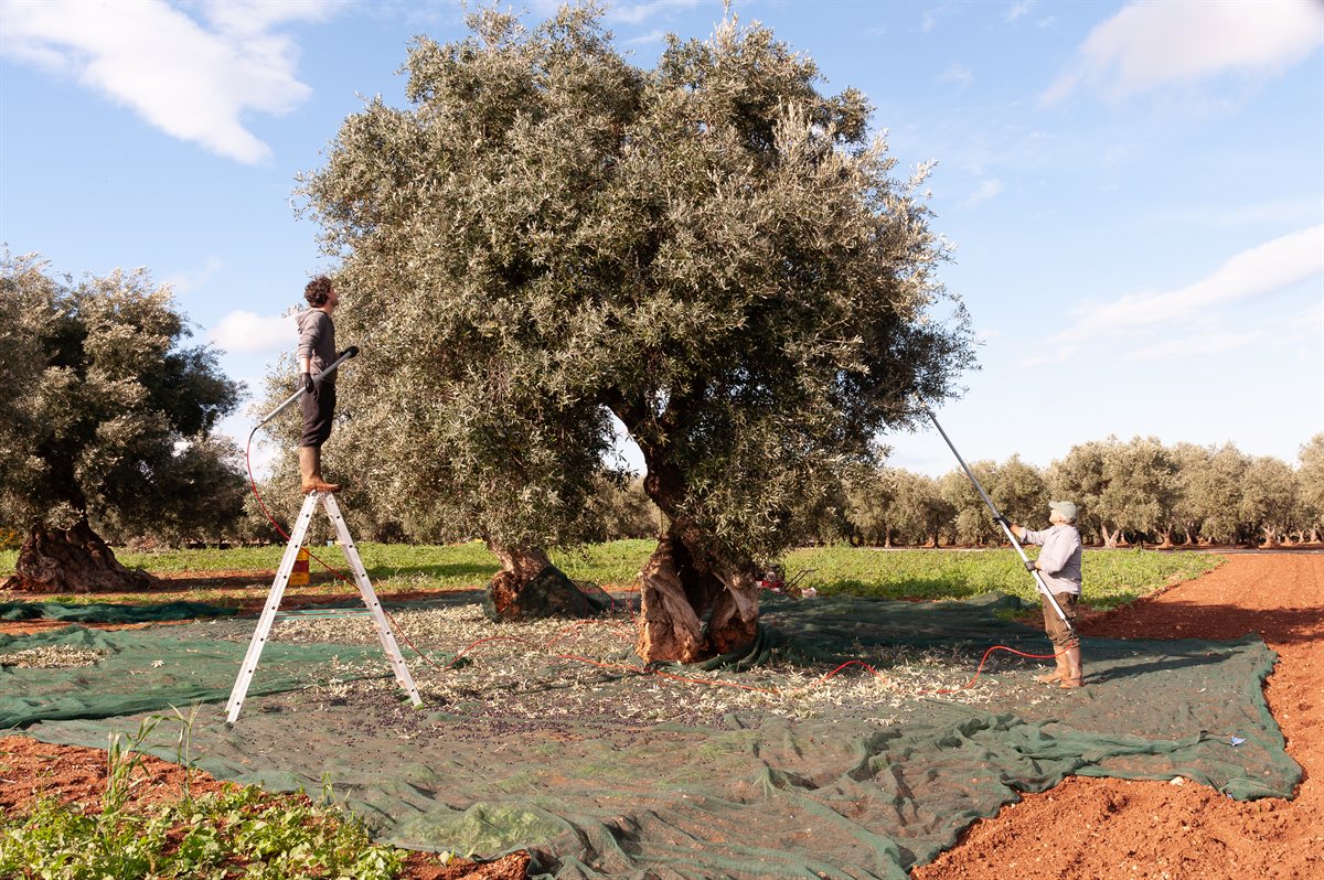 La raccolta delle olive nell’uliveto della Masseria