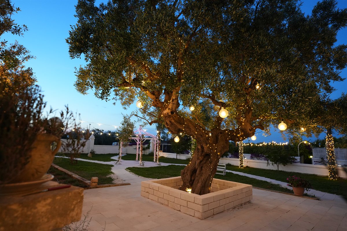 Un ulivo della Masseria illuminato per una serata di festa