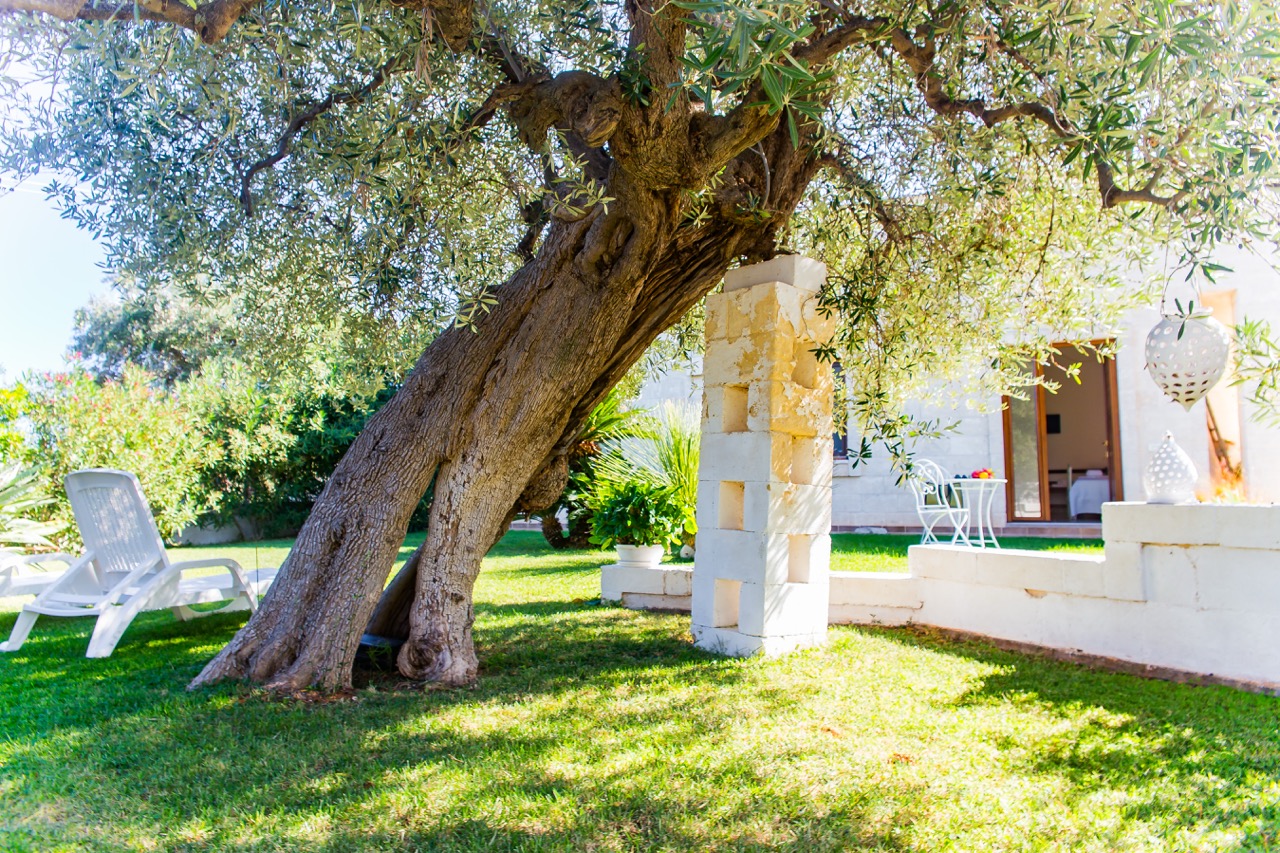 Ulivo nel giardino con sdraio e ingresso sullo sfondo.