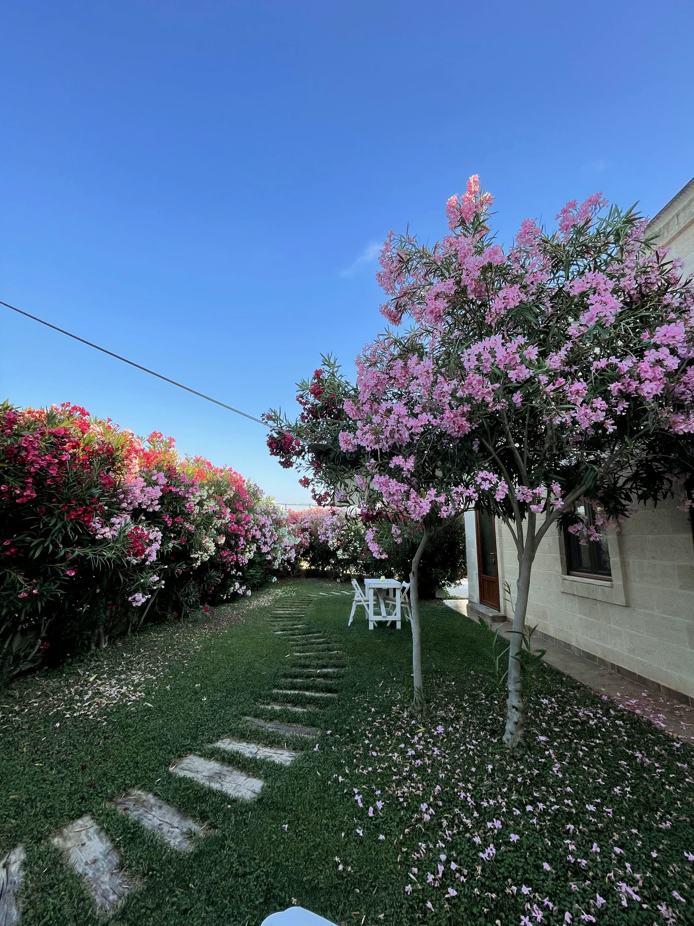 Il vialetto e gli oleandri in fiore davanti alle camere
