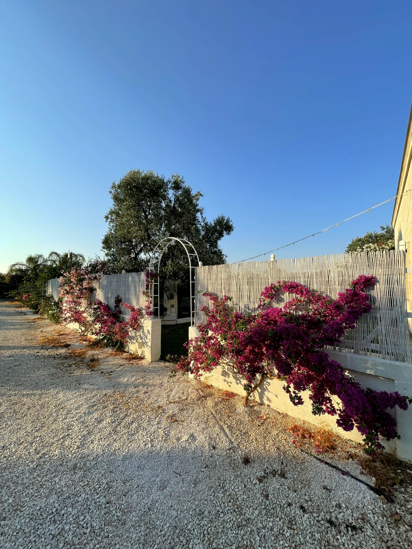 Bouganville e ingresso al giardino nella luce calda della sera