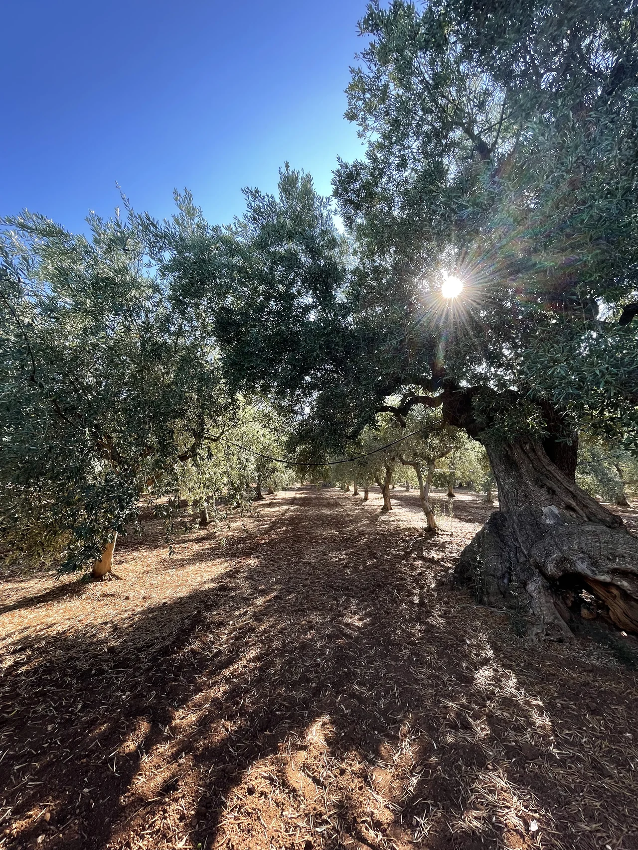 Il sole tra i rami degli ulivi della tenuta, in bianco e nero